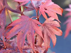 Acer palmatum 'Moonfire' (CG)