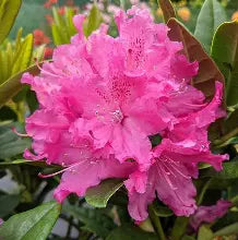 Rhod. 'Rocket' (deep pink)- H-2