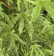 Acer palmatum 'Ao kanzashi' (CG)