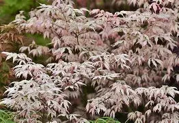 Acer palmatum 'Umegae' (CG)