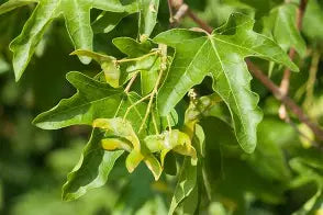 Acer campestre