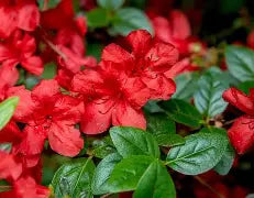 Azalea 'Stewartstonian' (red)