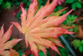 Acer japonicum 'Autumn Moon' (CG)
