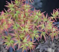 Acer palmatum 'Kiyohime yatsubusa' (DWARF) (CG)