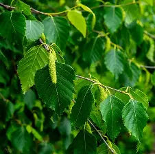 Betula papyrifera (CG)