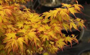 Acer palmatum 'Katsura' (CG)