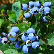 Berry, Blueberry 'Top Hat' (Wild Lowbush/Mid)