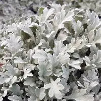 Artemisia st. 'Silver Brocade'