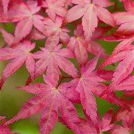 Acer palmatum 'Shindeshojo' (BBP)