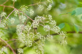 Aralia spinosa