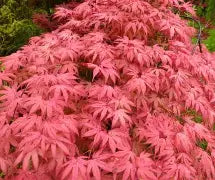 Acer palmatum 'Geisha' (CG)