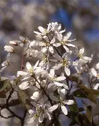 Amelanchier x gr. 'Autumn Brilliance' PP5717 Tree Form (white)