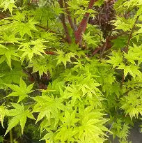 Acer palmatum 'Tsukasa Silhouette' (CG)
