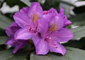 Rhod. 'Purpureum Elegans' (purple)- H-1