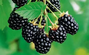 Berry, Blackberry 'Navajo'