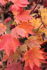 Acer japonicum 'Ruby' (CG)