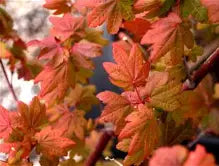 Acer circinatum 'Burgundy Jewel'
