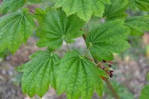 Acer japonicum 'Itaya' (CG)