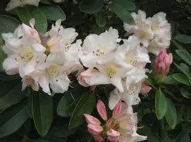 Rhod. 'Unique' (cream)- H-3