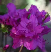 Azalea 'Blue Danube' (purple)