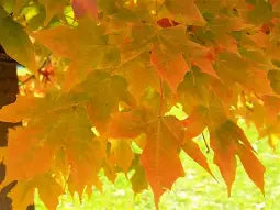 Acer sac. 'Legacy'