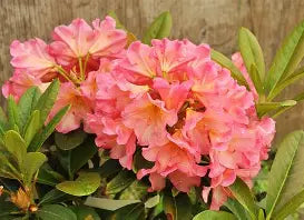Rhod. 'Rio Salsa' (pink/orange)- H-3