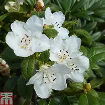 Rhod. 'Snow Lady' (white)- H-3