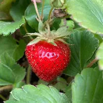 Berry, Strawberry 'Honeoye''- 25 per flat