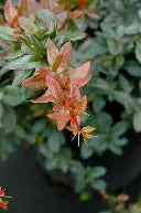 Berberis x glad. 'William Penn'