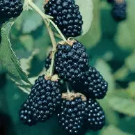 Berry, Blackberry 'Ouachita'