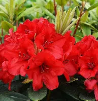 Rhod. 'Vulcan' (red)- H-2