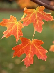 Acer grandi. 'Rocky Mountain Glow'
