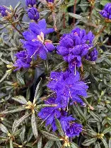 Rhod. 'Starry Night' (purple)- H-3