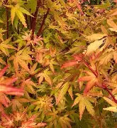 Acer palmatum 'Fjellheim' (DWARF) (CG)