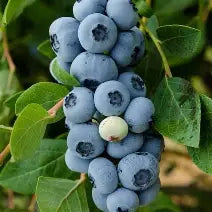 Berry, Blueberry 'Legacy' (N.Hyb./Mid-Late)