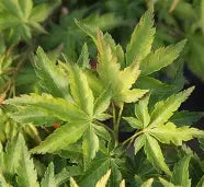 Acer palmatum 'Kurui jishi' (DWARF) (CG)