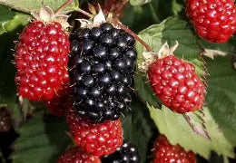 Berry, Blackberry 'Twilight'