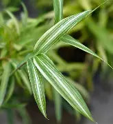 Bamboo, Pleioblastus fortunei (variegated)