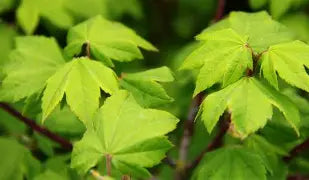 Acer circinatum 'Little Gem' (CG)