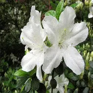Azalea 'Glacier' (white)