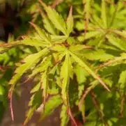 Acer palmatum 'Wou nishiki' (CG)
