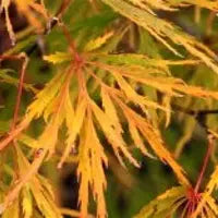 Acer pd. 'Flavescens' (CG)