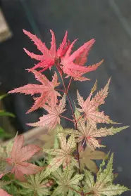 Acer r. 'Celebration
