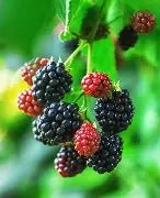 Berry, Blackberry 'Assorted'