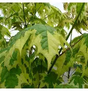 Acer pl. 'Drummondii' (variegated)