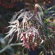 Acer palmatum 'Atrolineare' (CG)