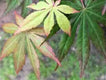 Sticky Image