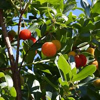 Arbutus unedo 'Compacta'