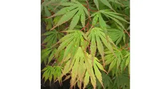 Acer Japonicum 'Sensu' (CG)