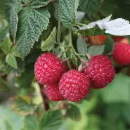 Berry, Raspberry 'Nova'